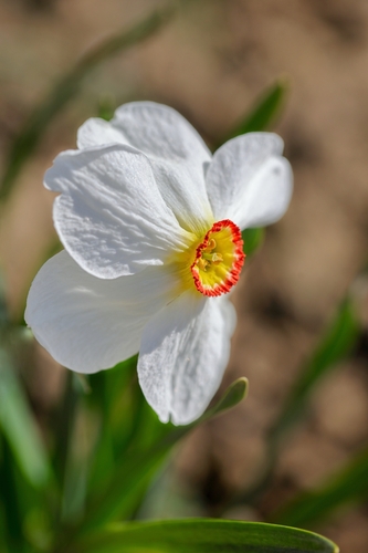Narcis