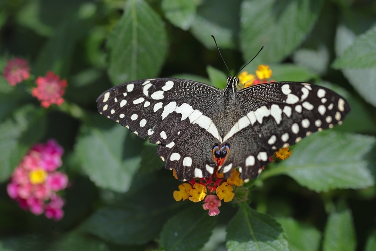 Papilio demoleus