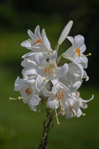 Ľalia biela