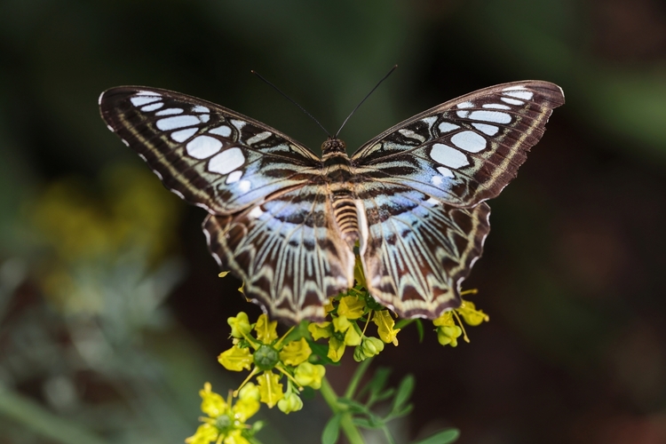 Parthenos sylvia violaceae