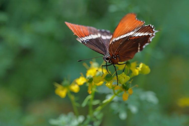 Siproeta epaphus