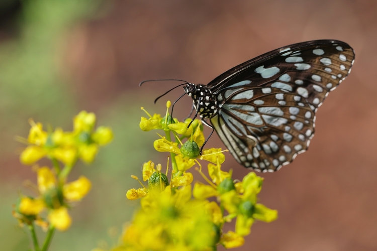 Danaus tirumala septentrionis