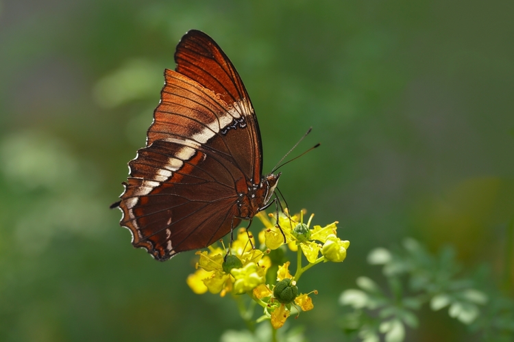Siproeta epaphus