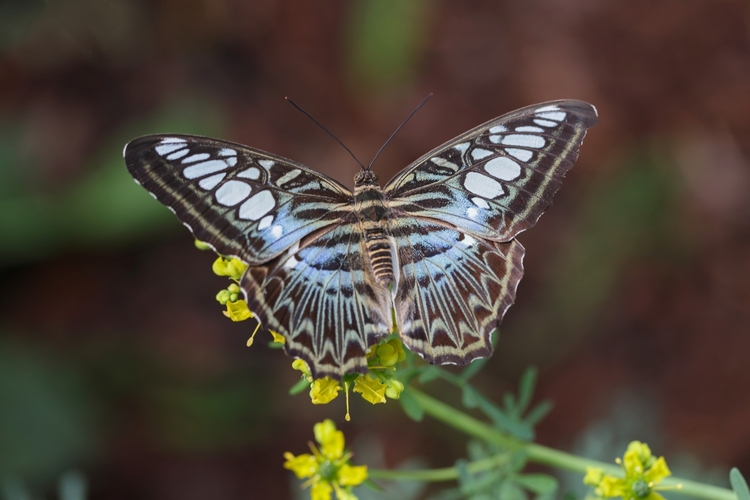Parthenos sylvia violaceae