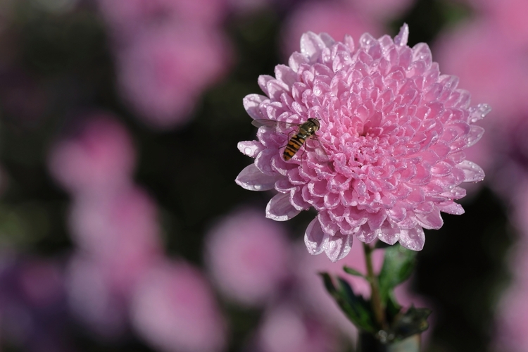 Chryzantémka s návštevou