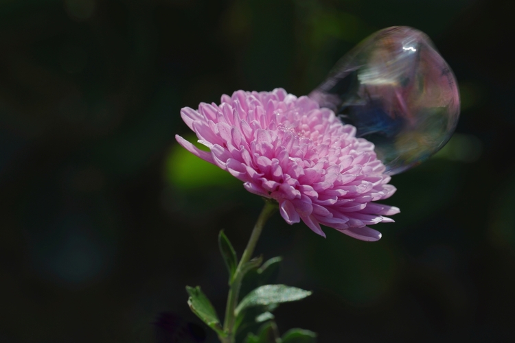 ,, Keď odlieta duša "