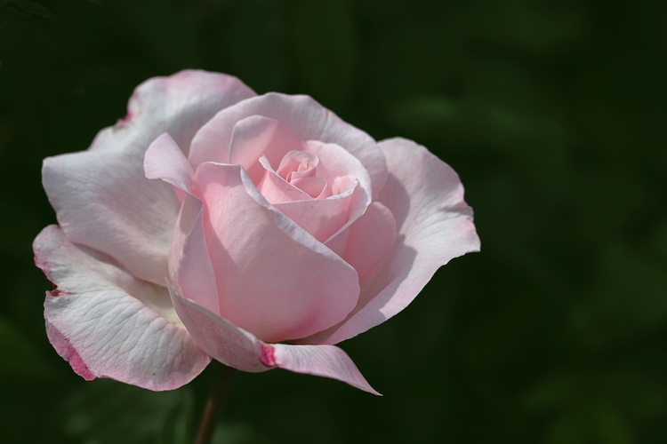 Krásneho Valentína všetkým !