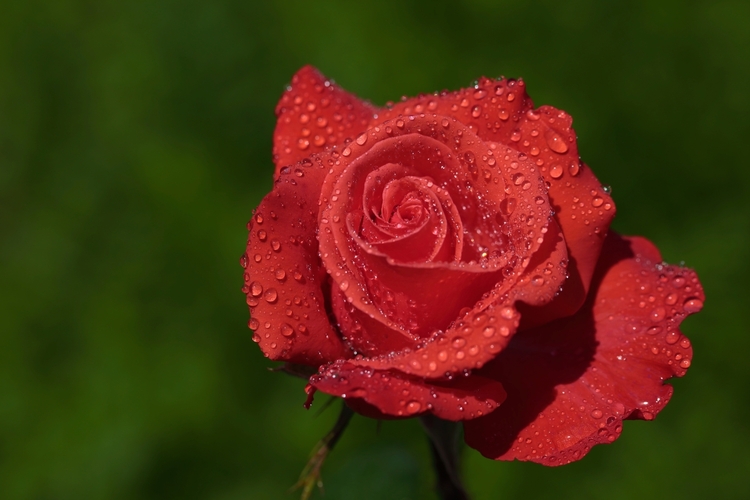 Ruža pre dnešný deň