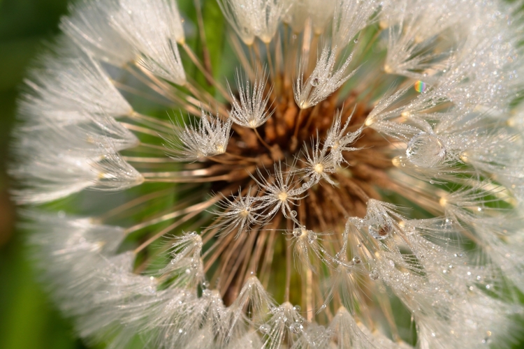 ,, Silvester v púpave"