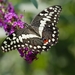 Papilio demoleus