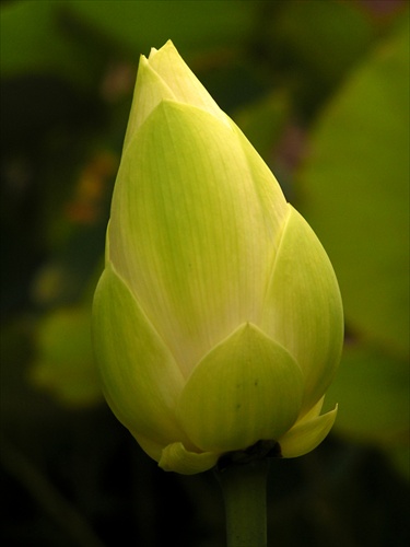 Lotusový púčik