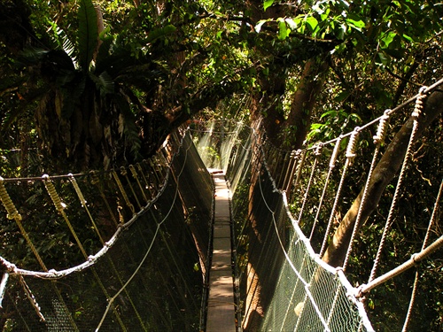 Tree canopy trek na Borneu