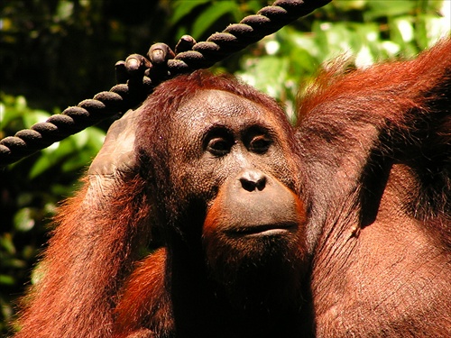 Orangutania krásavica - Borneo