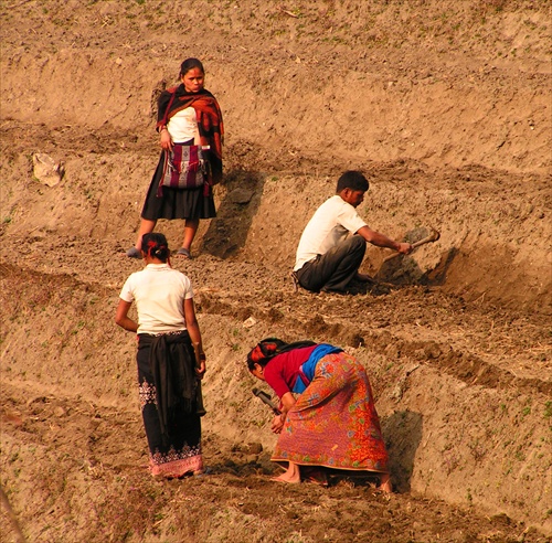 Práca na poli v Nepále