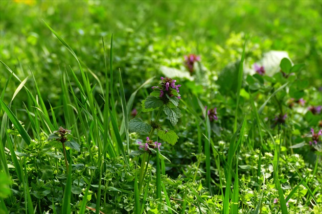 trava trava zelena