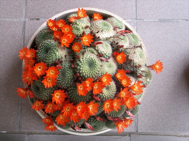 Kaktus na jar