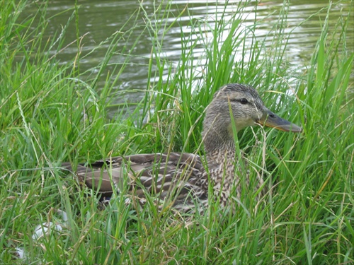 Kačka pri rybníku