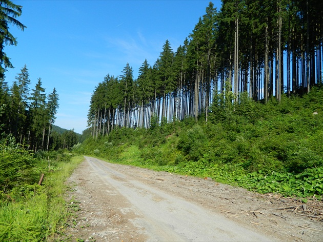 cesta lesom