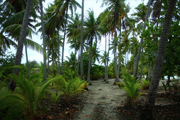 Kokosový hájik na Bora Bora