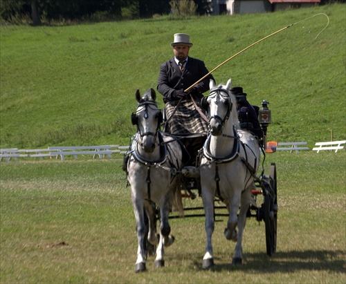 lipicany v plnej kráse