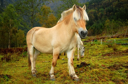 islandský kôň