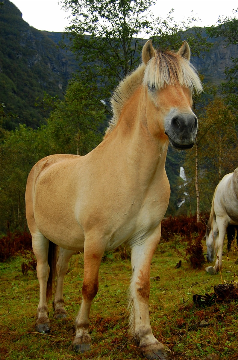 islandský kôň 2