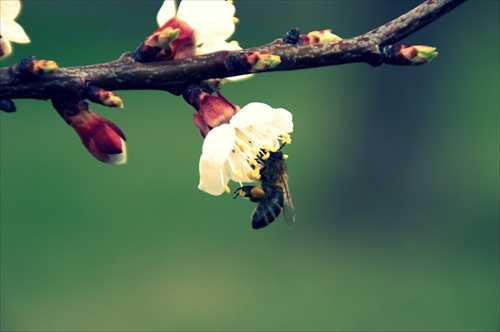 ...je jar je jar a včielky opelili kvietky na pereši.