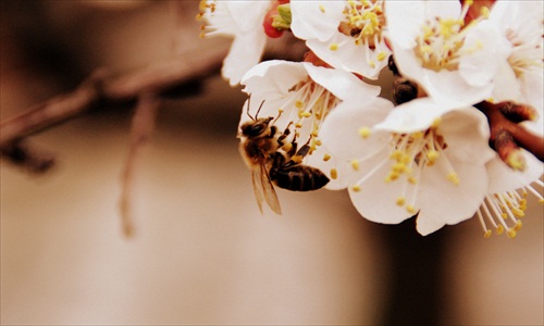 ...je jar je jar a včielky opelili kvietky na pereši. 2