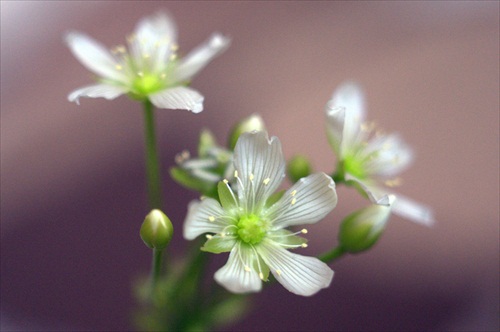 Kvet Masozravky - mucholapka