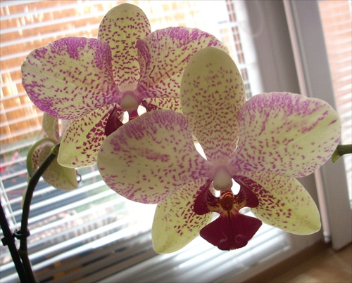 orchidea