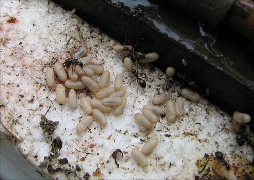 Mravenci na polystyréne