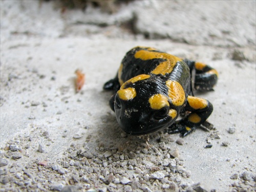 Malá salamandrička