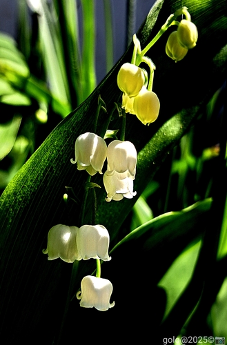  . Makro .