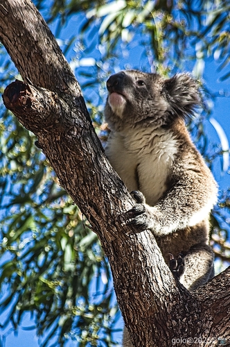  . Koala .