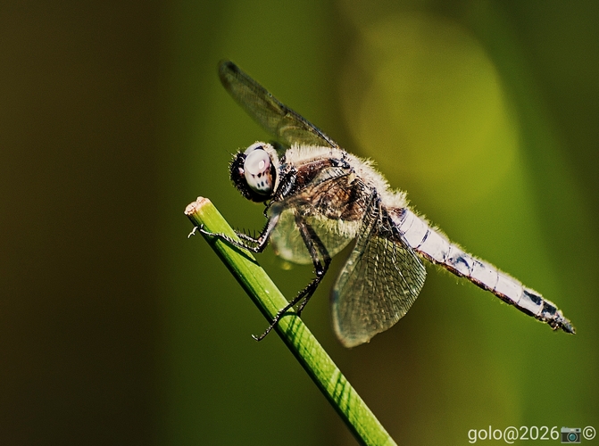 . Makro .