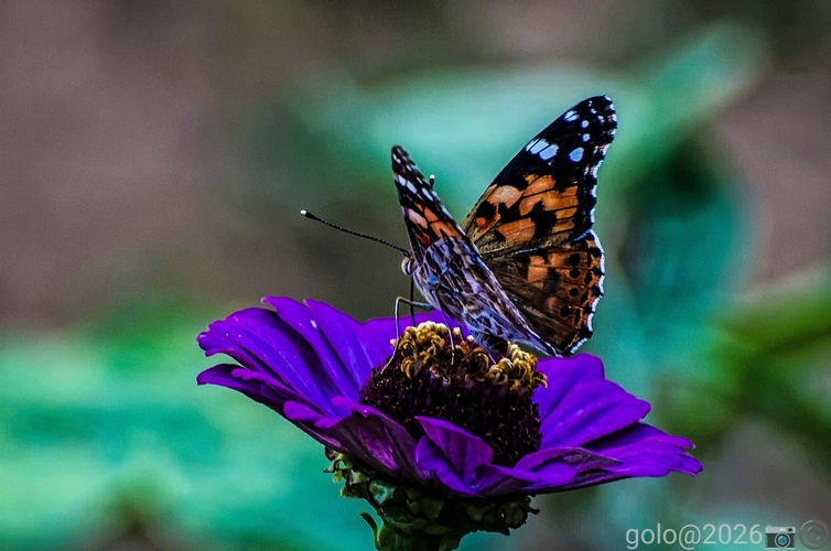 . Makro .