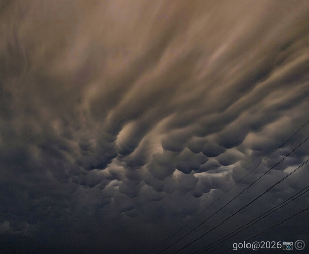 . Mammatus .