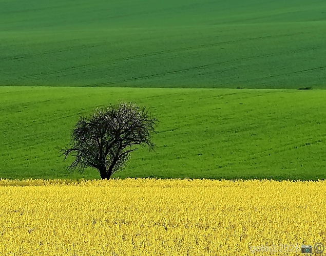 . Solitér .