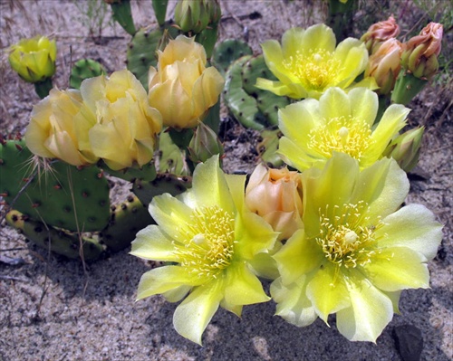 Žltý kaktus