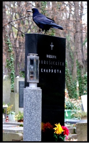Olšanský cintorín