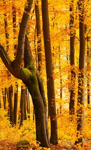 rozprávkový "zlatý" les...
