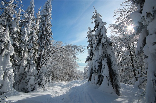 v zimnom lese