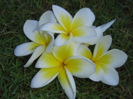 kvety - Bali