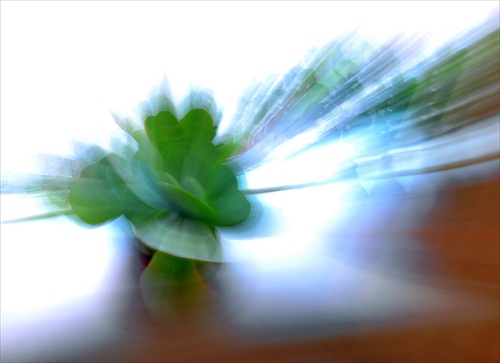 Kvet v okne - zoom blur efekt