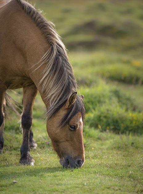 divoké kone v Dartmoor