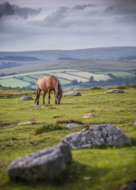divoké kone v Dartmoor 2