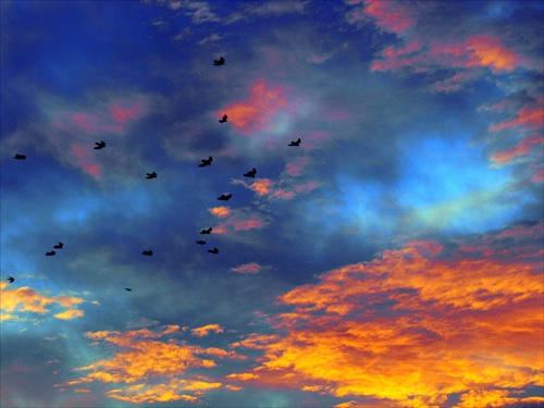 Prelet holubov pri východe slnka..