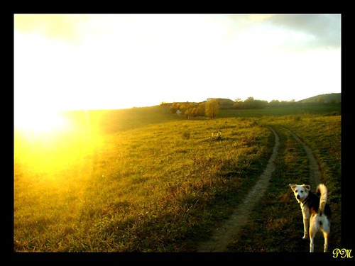 zapad slnka a pes=D