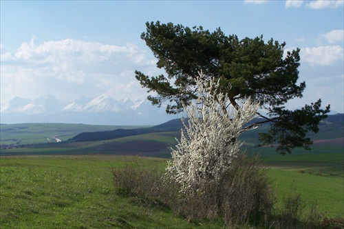 Príroda s pohľadom na Tatry