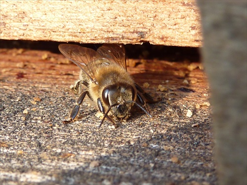 Zvedavá včela